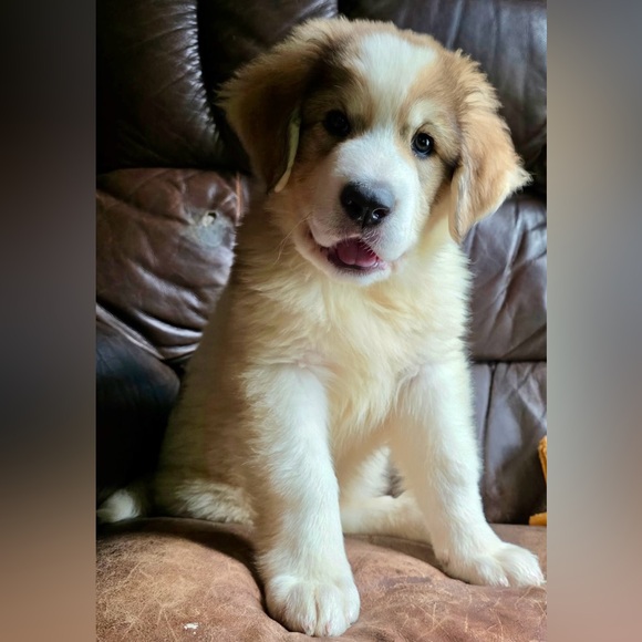 Meet your Posher, Robin - Picture 5 of 5